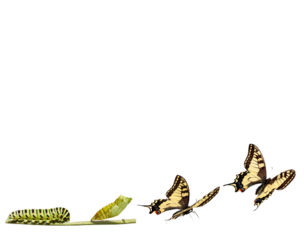 Emotional Power Session